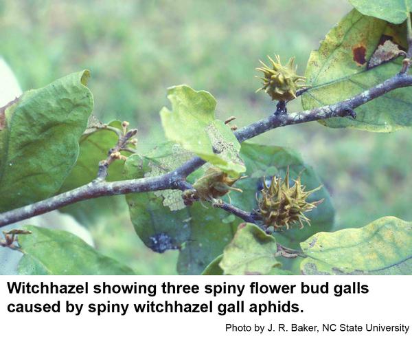 Typical galls on witchhazel caused by spiny witchhazel gall aphi